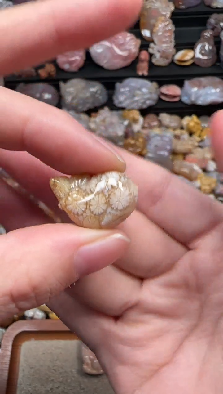 颈饰未镶嵌硅化珊瑚（珊瑚玉）168