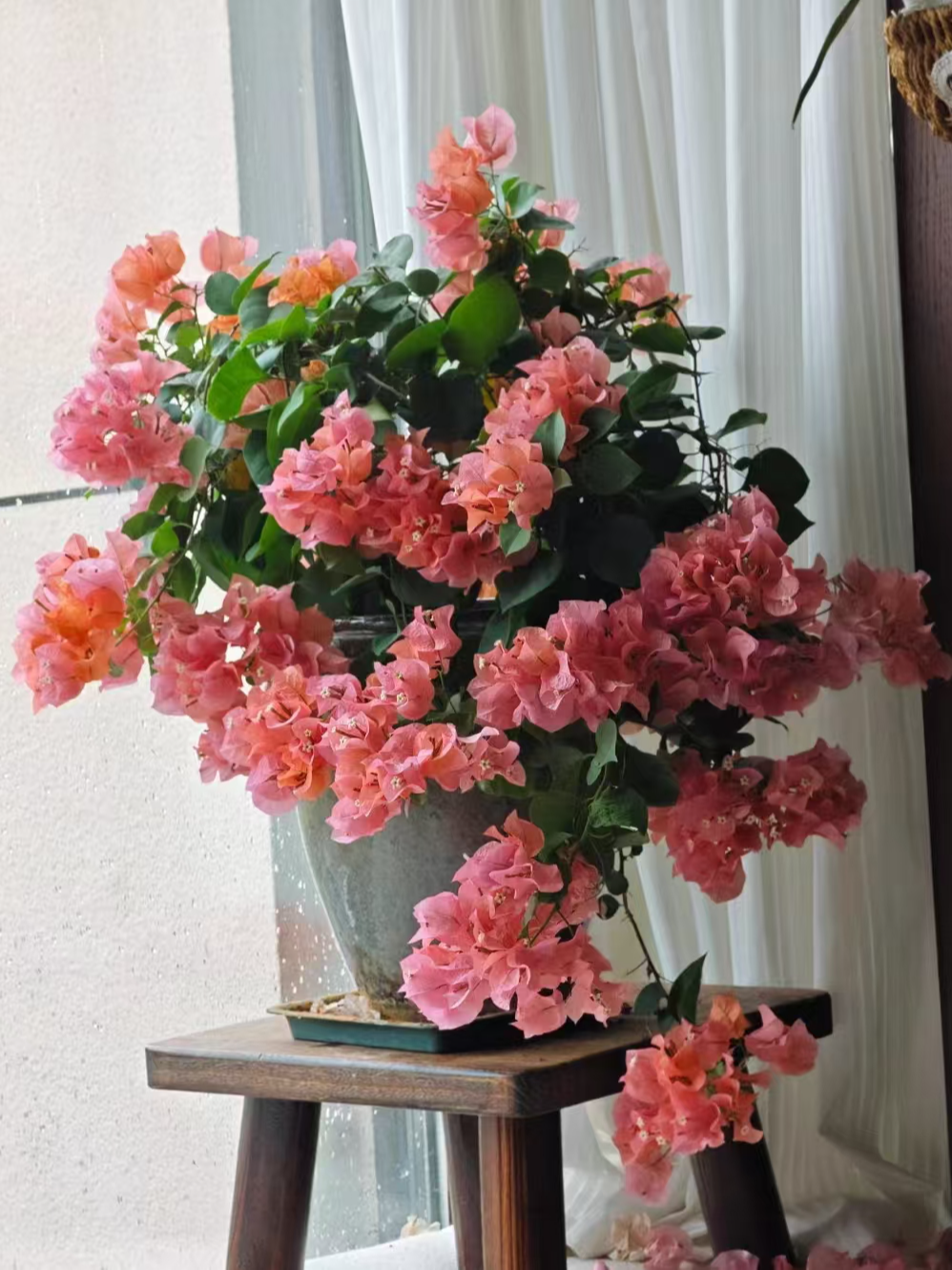 罡才【12】云南基地直发彩色三角梅原盆原土一物一拍基地直发