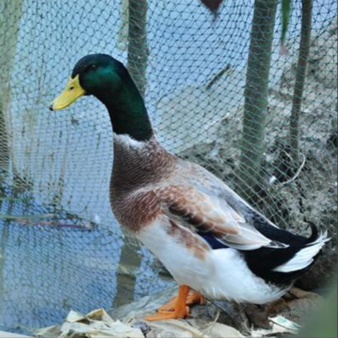 青头鸭肉质鲜美到手30只