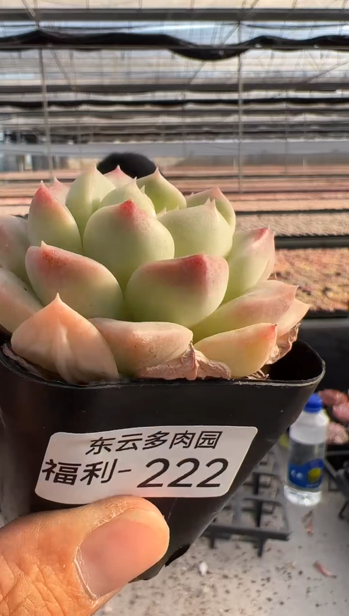 【闪购商品】福利款多肉-222