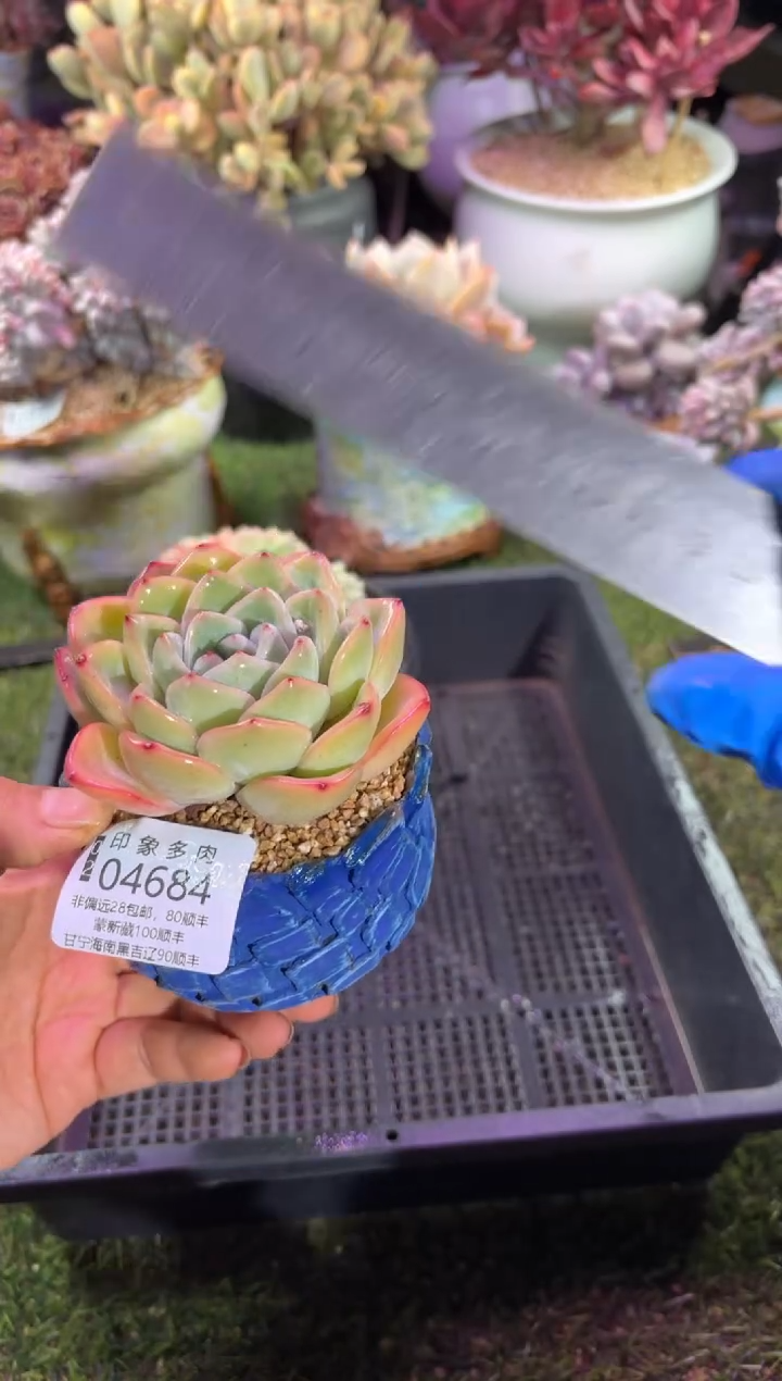 【闪购商品】04684脱土带盆