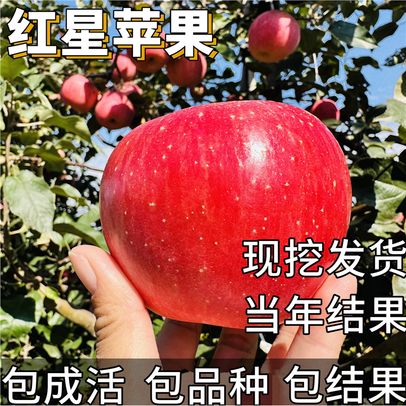 老品种红星苹果树果苗南北方庭院耐寒特大号盆栽嫁接糖心当年结果