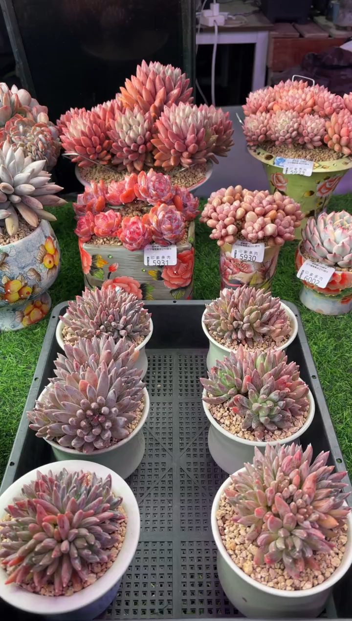 昆明印象多肉  炫彩星1颗