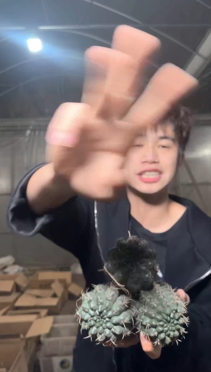 3颗 实生根 绯花玉 5-7cm