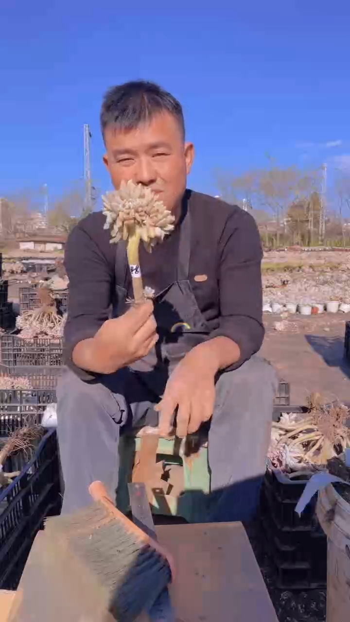 288淡雪缀化一物一拍