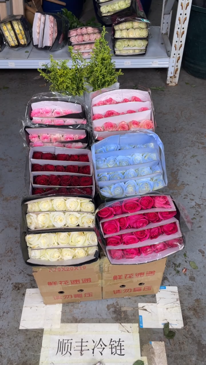 单头玫瑰60枝（任意3个品种）+黄莺