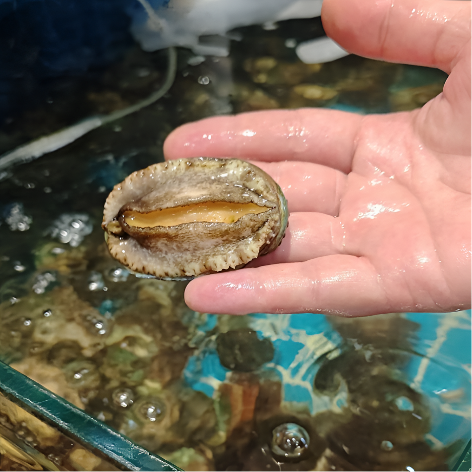 鲜活肥美 小鲍鱼/个