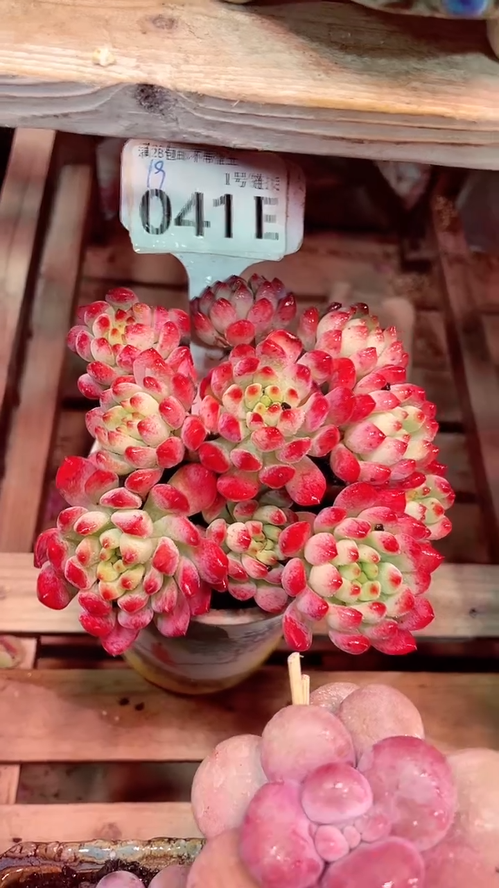 【闪购商品】041EEE