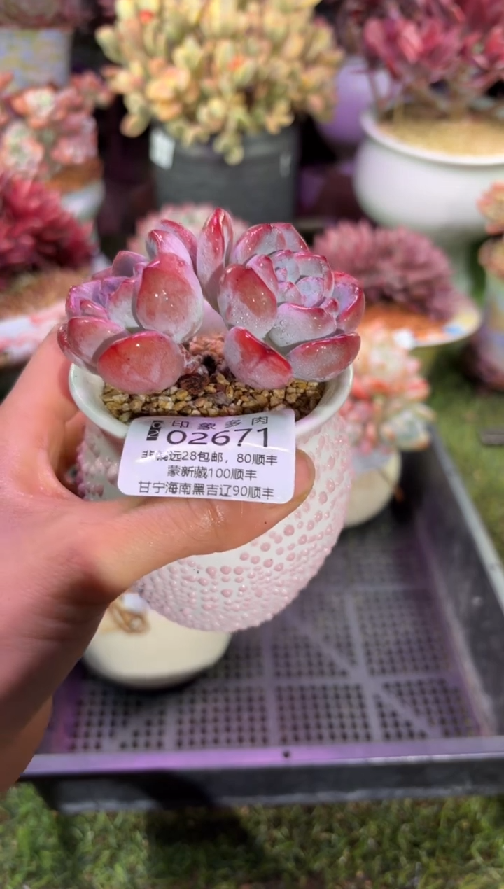 【闪购商品】02671