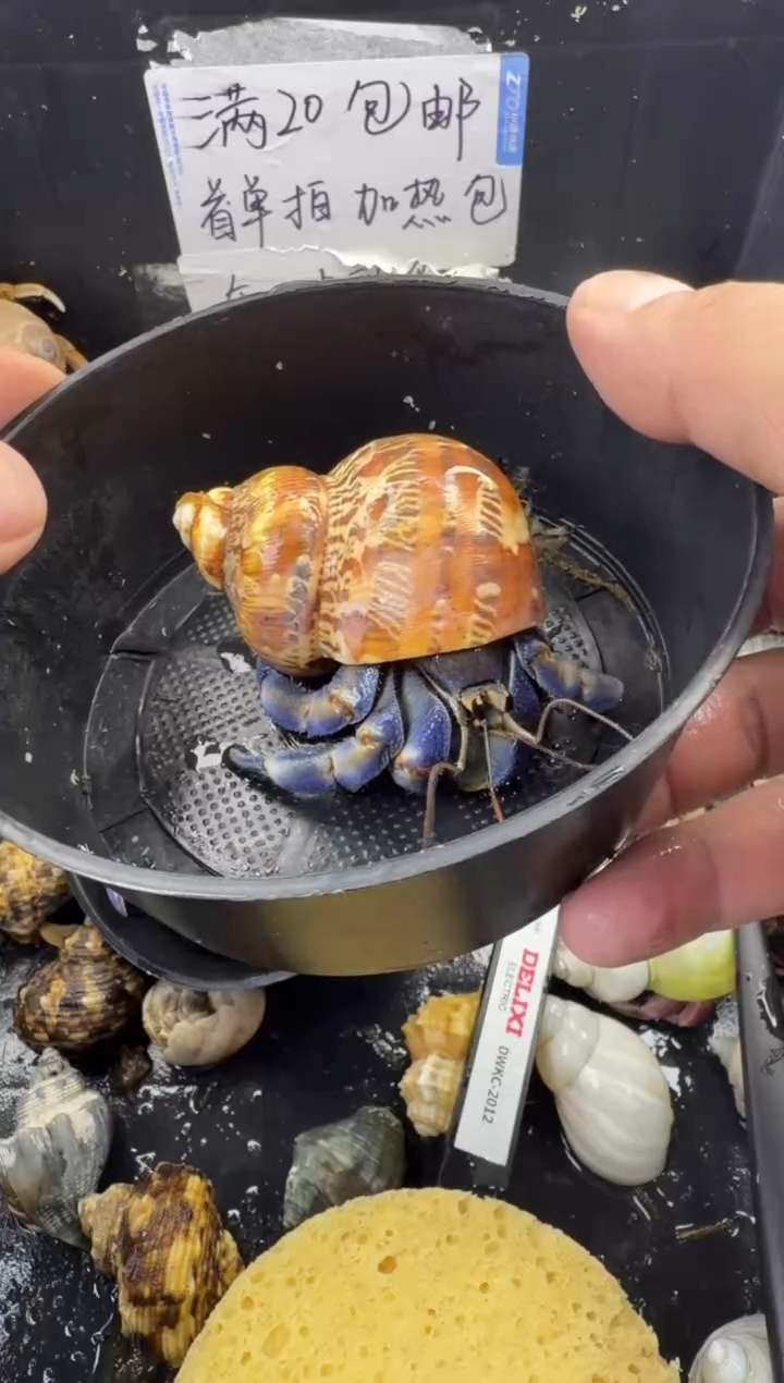 2.6口紫陆一只，不包全品