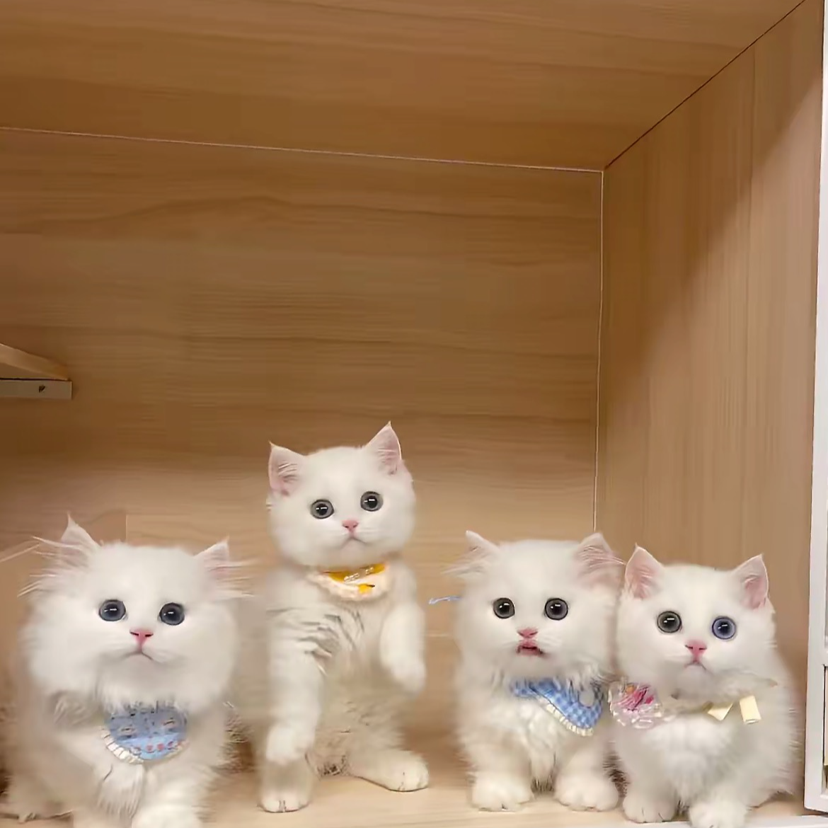 （羊宝）全品种猫咪专属拍单链接