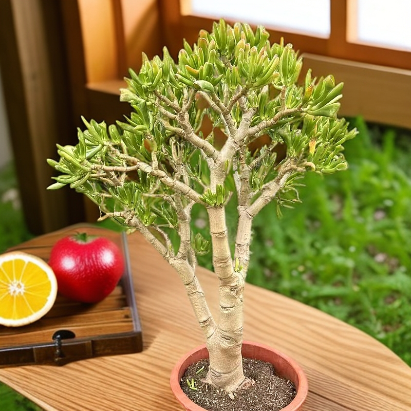 7年老桩吸财树   好看好养  新手必备  老手必养 南方北方 都能养