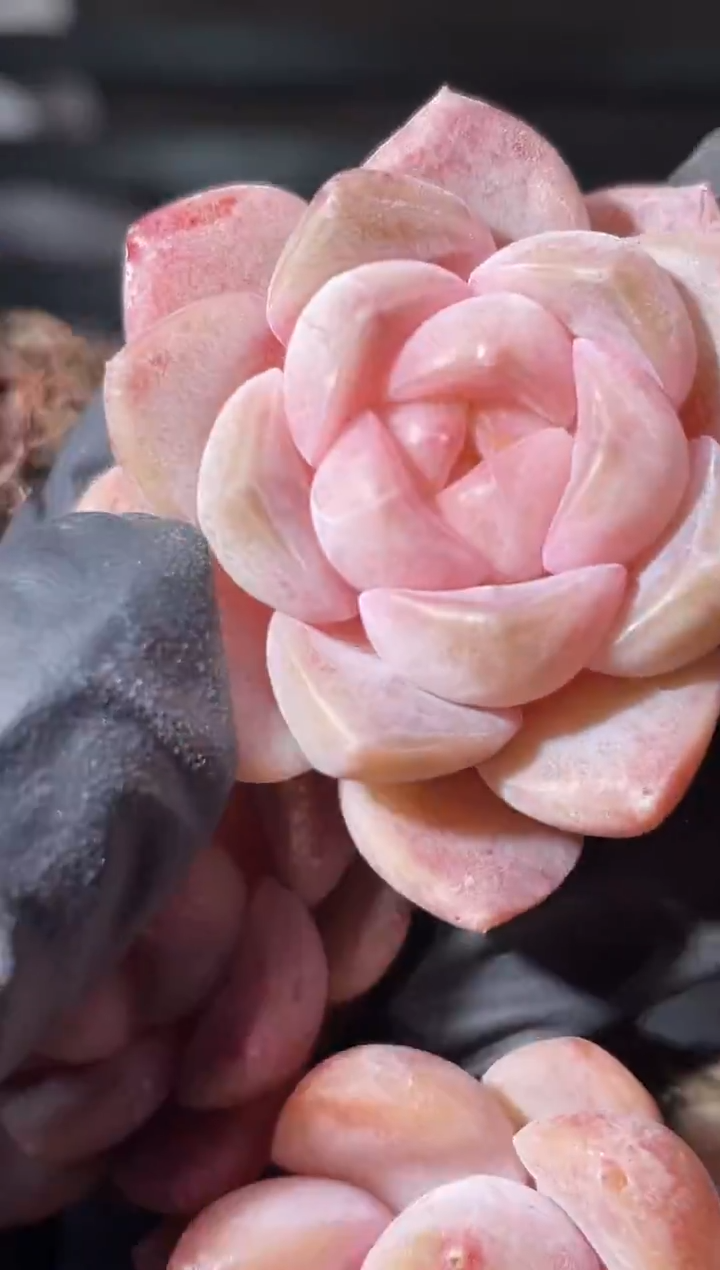 30-44 霰2-3厘米量拍发一颗