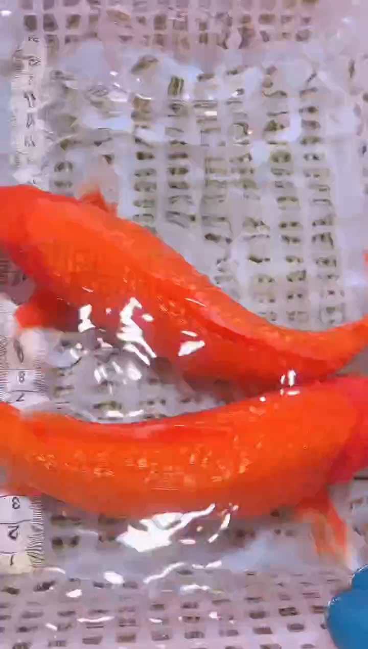 锦鲤冷水观赏鱼全场包邮18