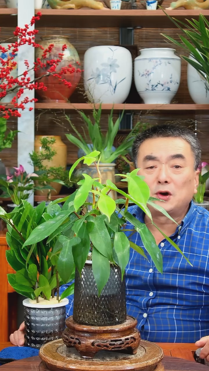 完全开放焦*水之韵水培植物   飞机蔓绿绒