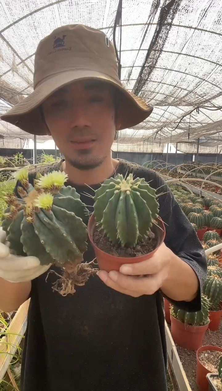 【闪购商品】王冠龙大加小