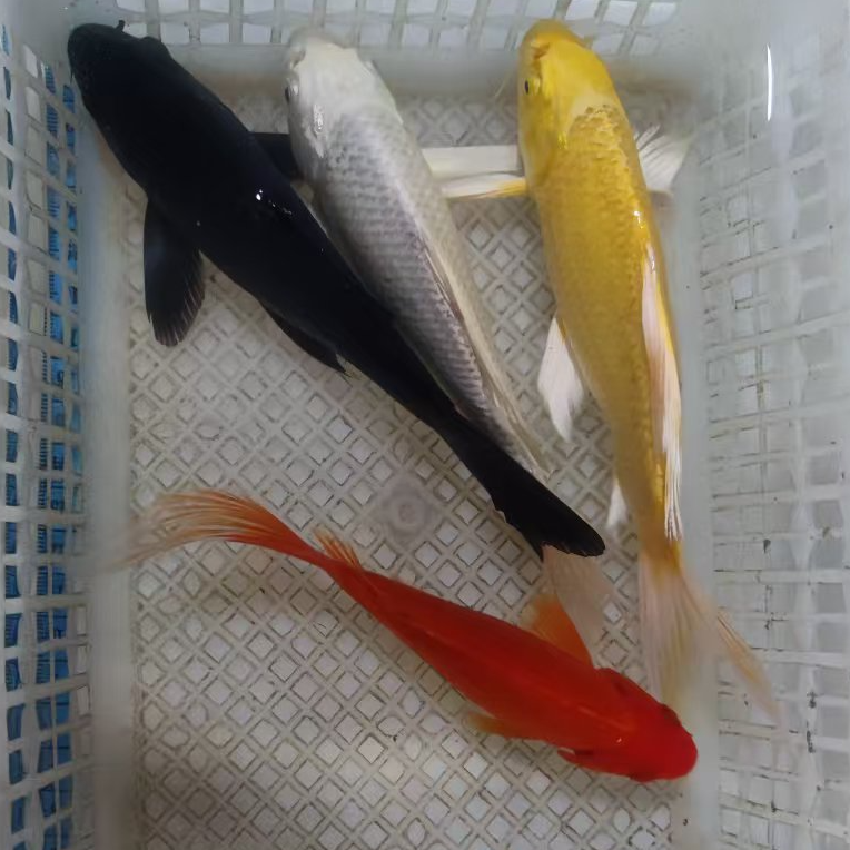 冷水 锦鲤 观赏鱼  金鱼+锦鲤混搭 【一物一拍】包邮