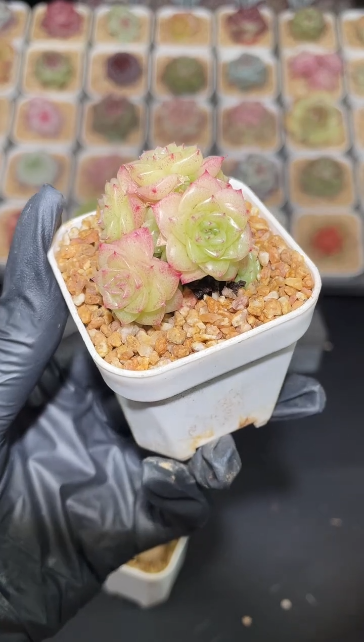 闪购2810 天命色多肉一颗  