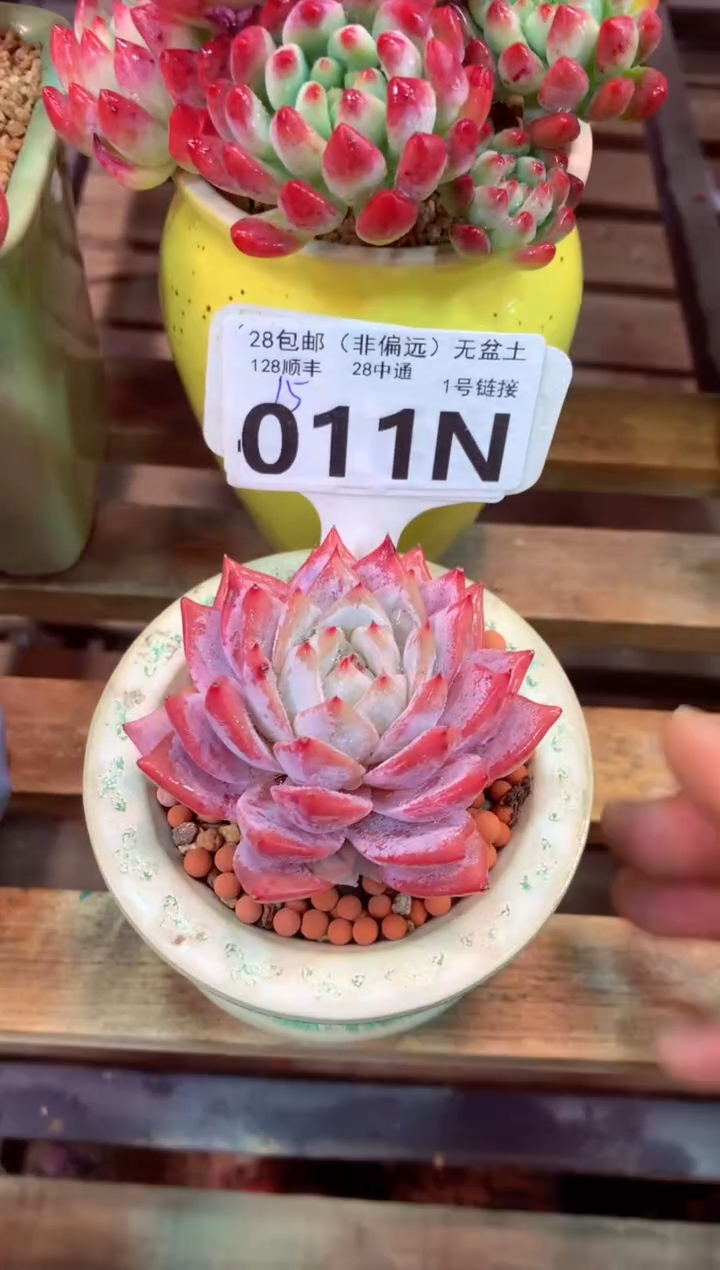 011N（一物一拍，精品多肉，所见即所得 ）