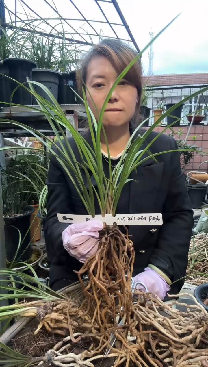 当前无花朵，栽培后可花朵惠兰红香妃4苗