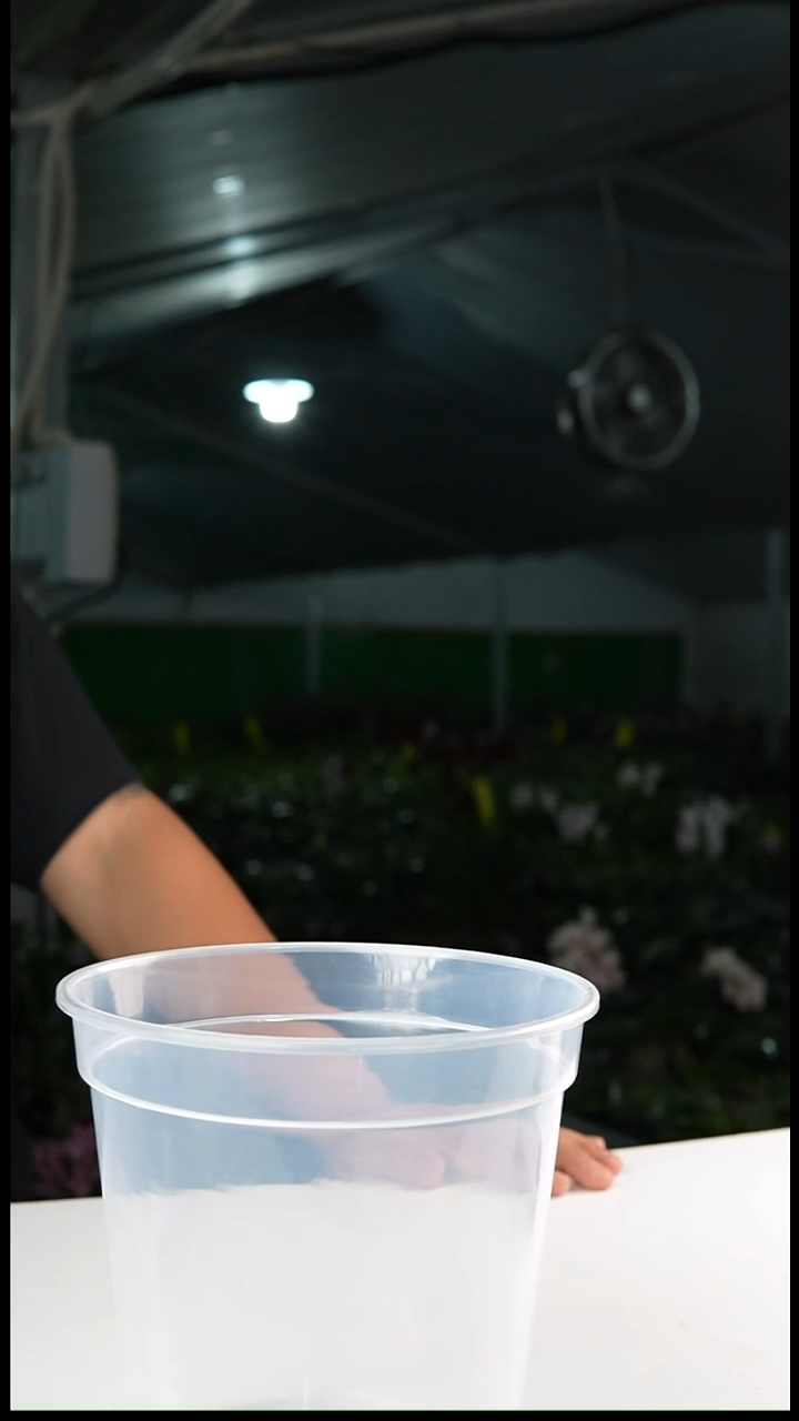 当前无花栽培后可以开花宽17高16（5个一组）