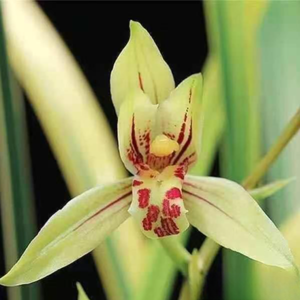 建兰【锦旗】浓香型金边叶艺兰 花期6-11月 