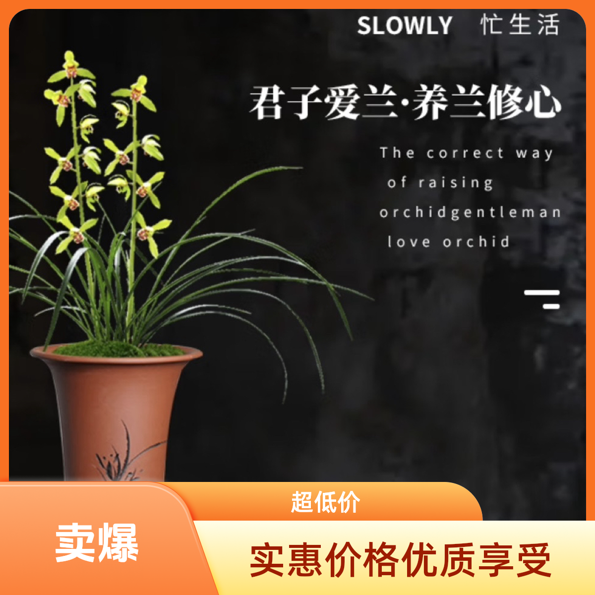 浓香型蕙兰春兰九节兰兰草花苗兰花