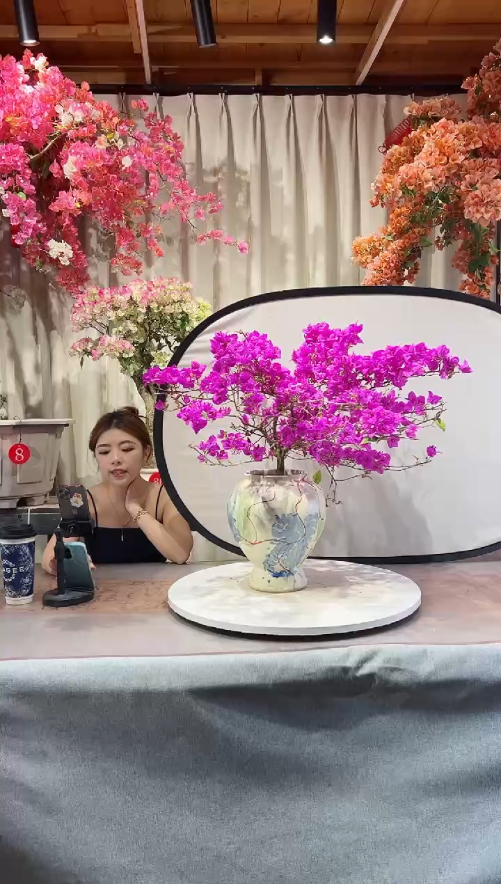 金龟紫三角梅三角梅