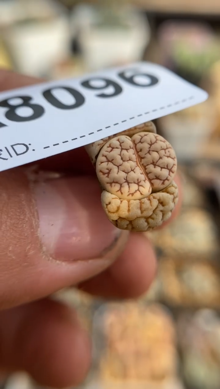 【闪购商品】8096直播一物一拍