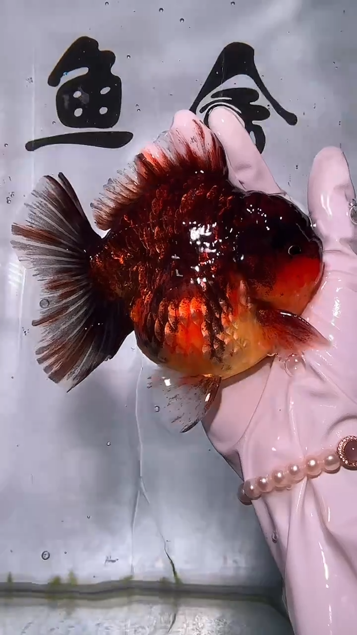 金鱼金鱼精品泰狮一条以直播间为准