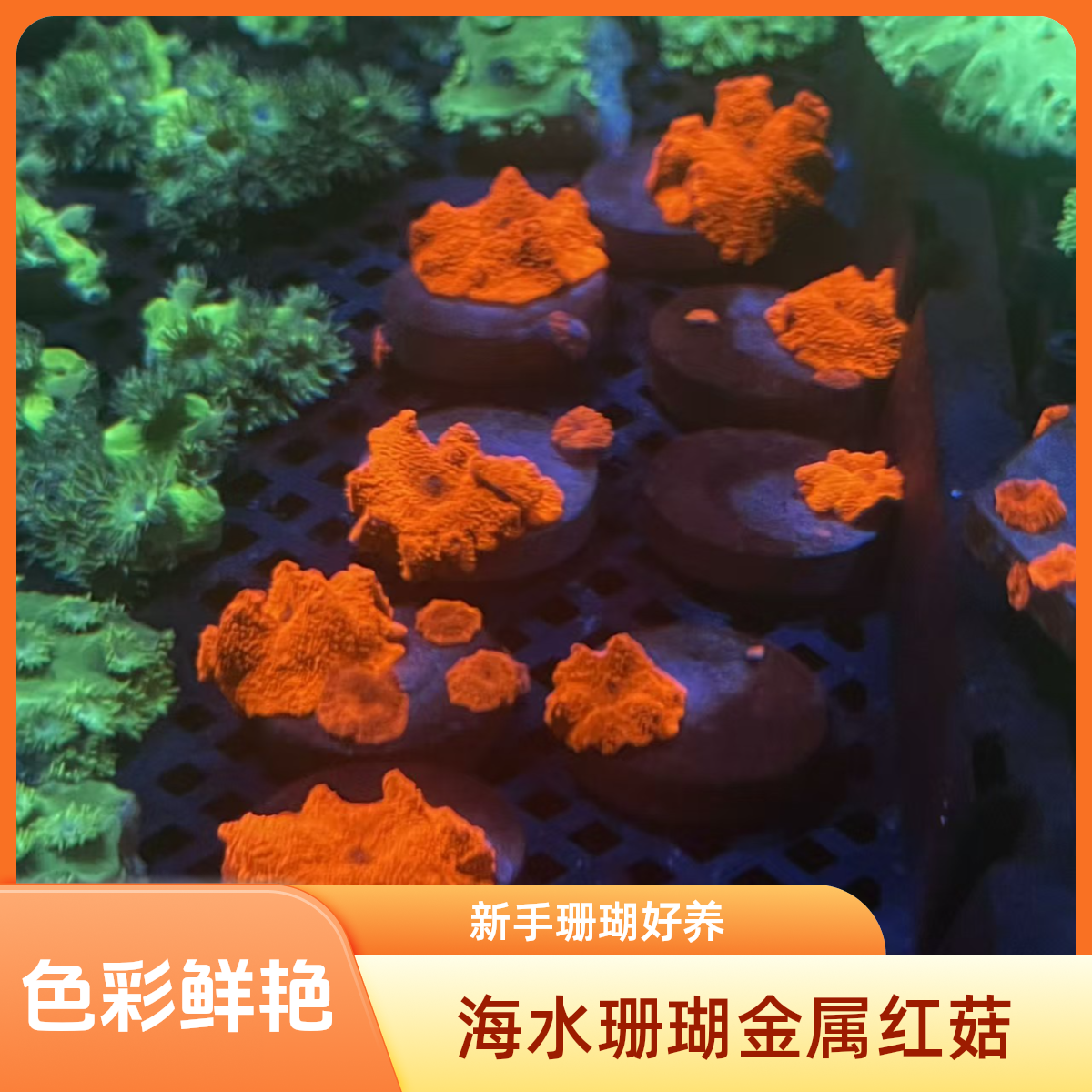 海水珊瑚金属珊瑚色泽鲜艳新手好养超绝海水造景珊瑚4cm