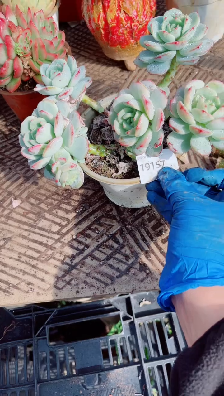 杨****熙跃跃精品多肉19157