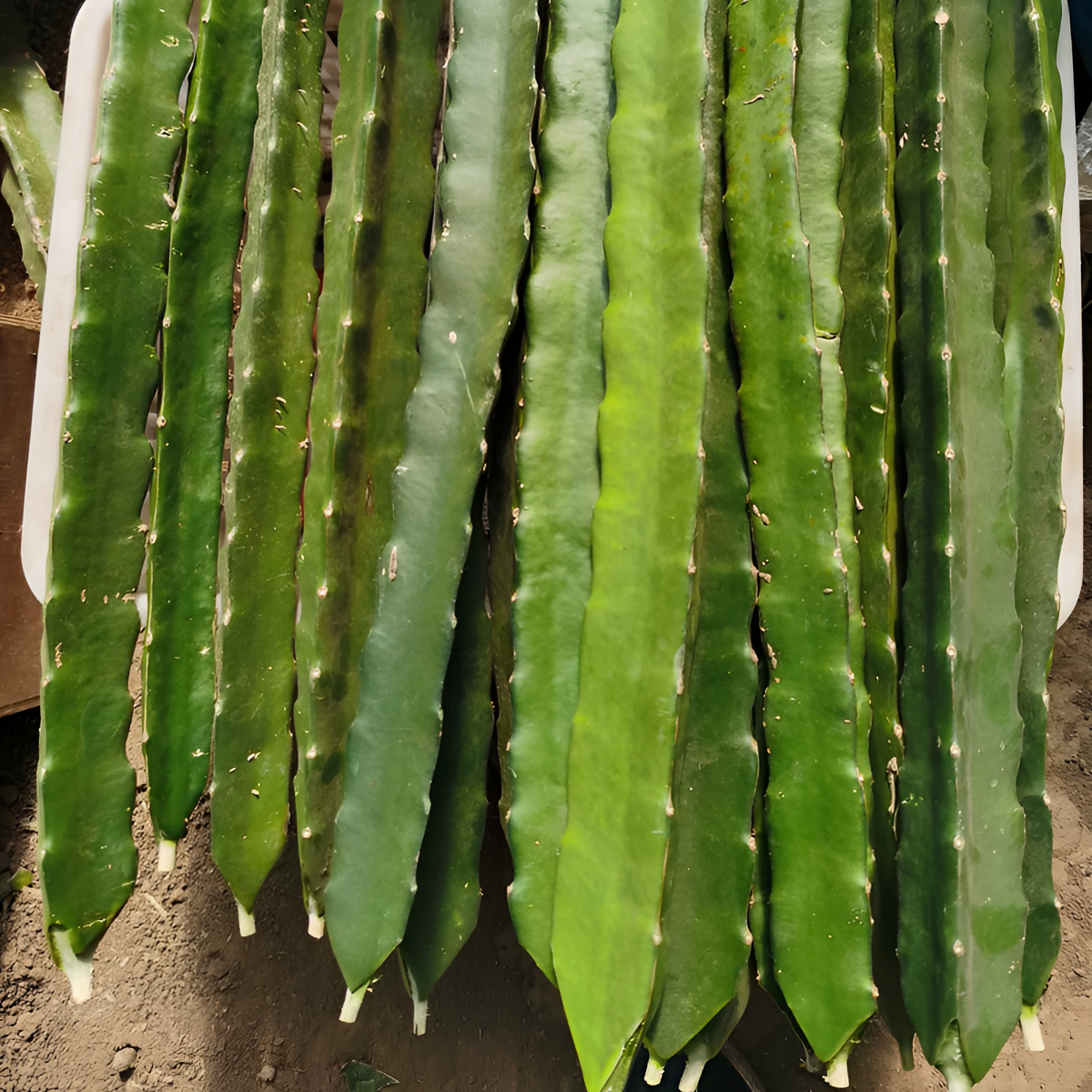 红心红肉火龙果枝条蜜玄龙盆栽地栽阳台庭院种植免授粉枝条