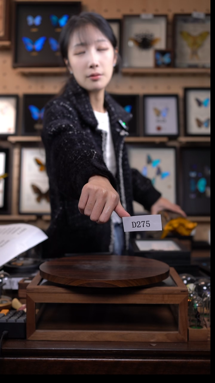 动物标本摆件竞拍d275