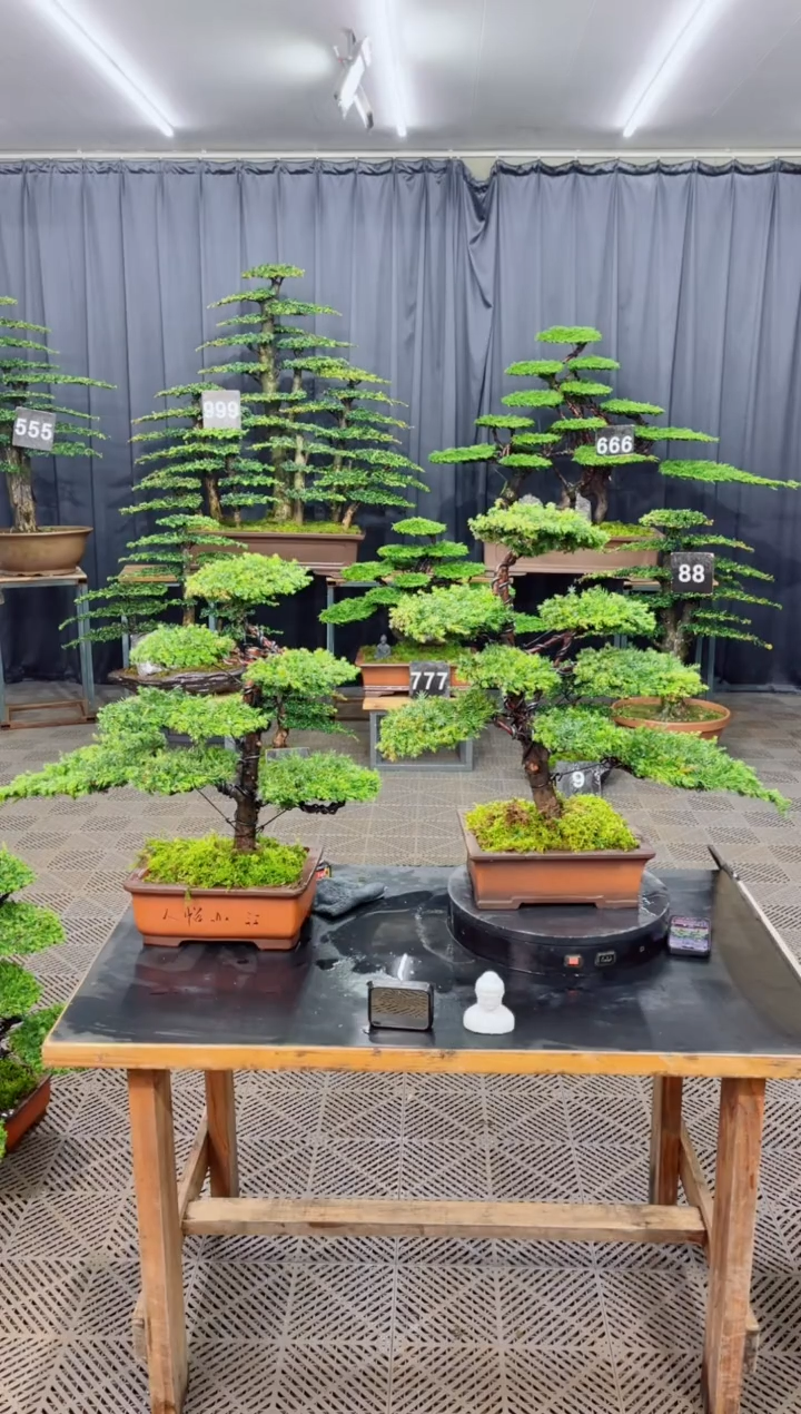 无花朵盆景.......