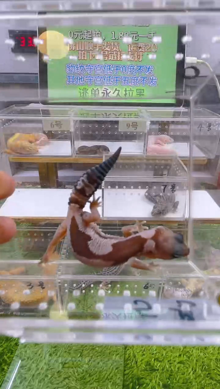 豹纹守宫守宫可爱温顺迷人好看