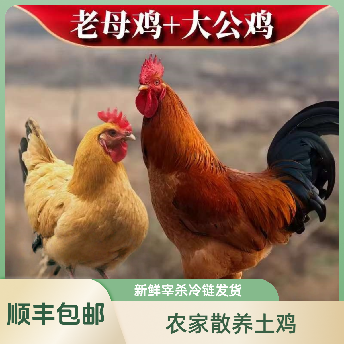【买3只母鸡送1只公鸡】到手4只 农家散养土鸡净重约9-10斤冷链发货包邮到家
