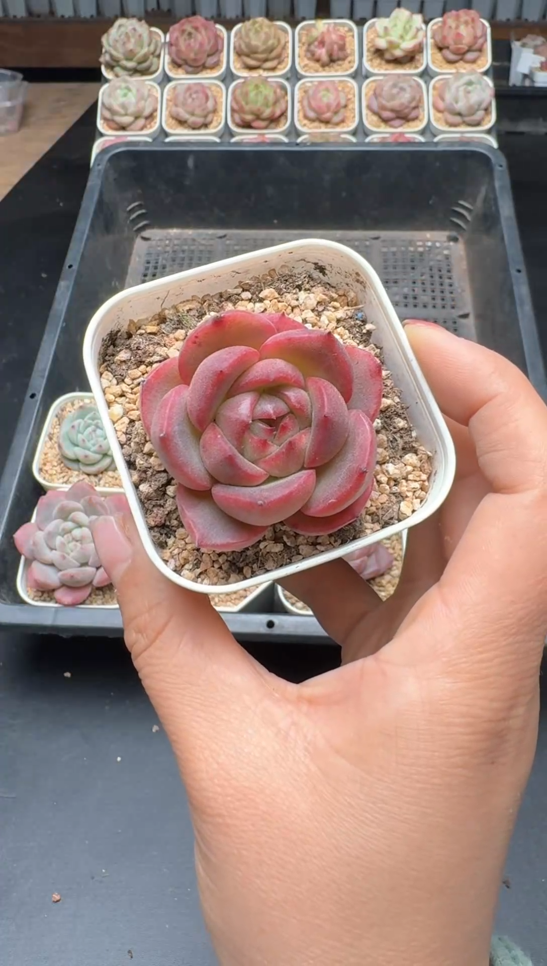 【闪购商品】455A号一物一拍多肉花卉植物拍3颗起发