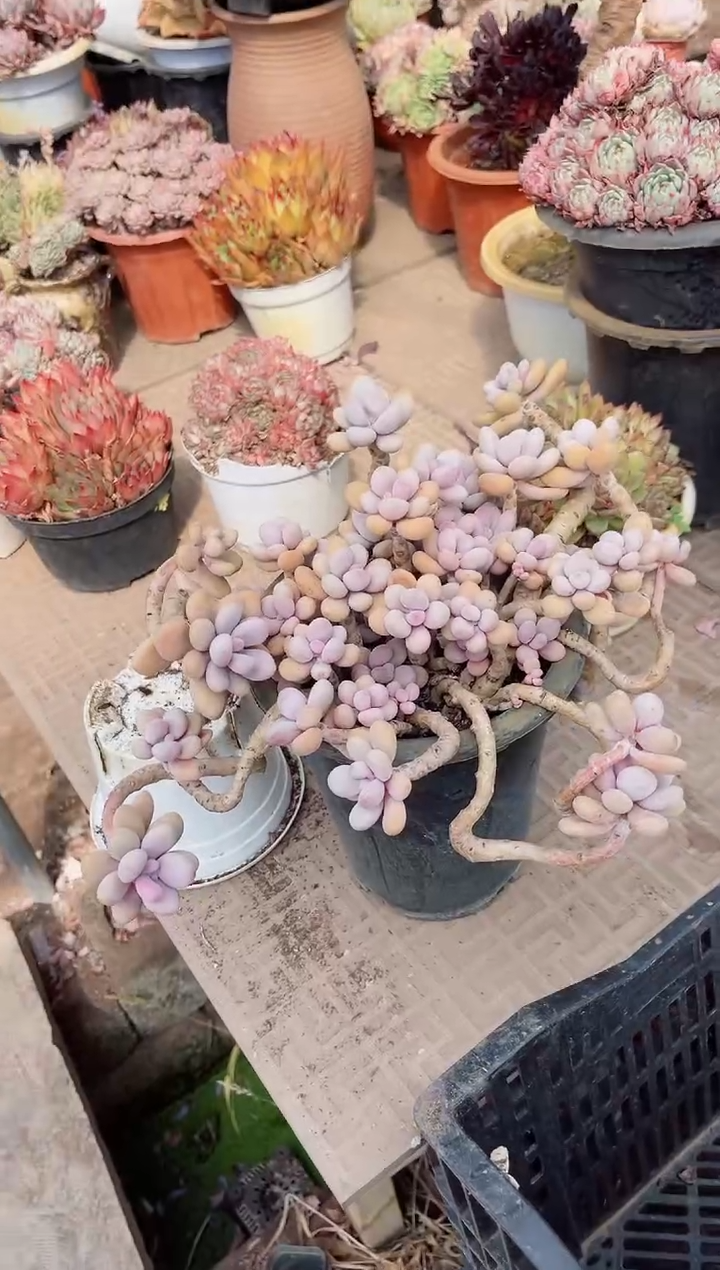 【闪购商品】02512