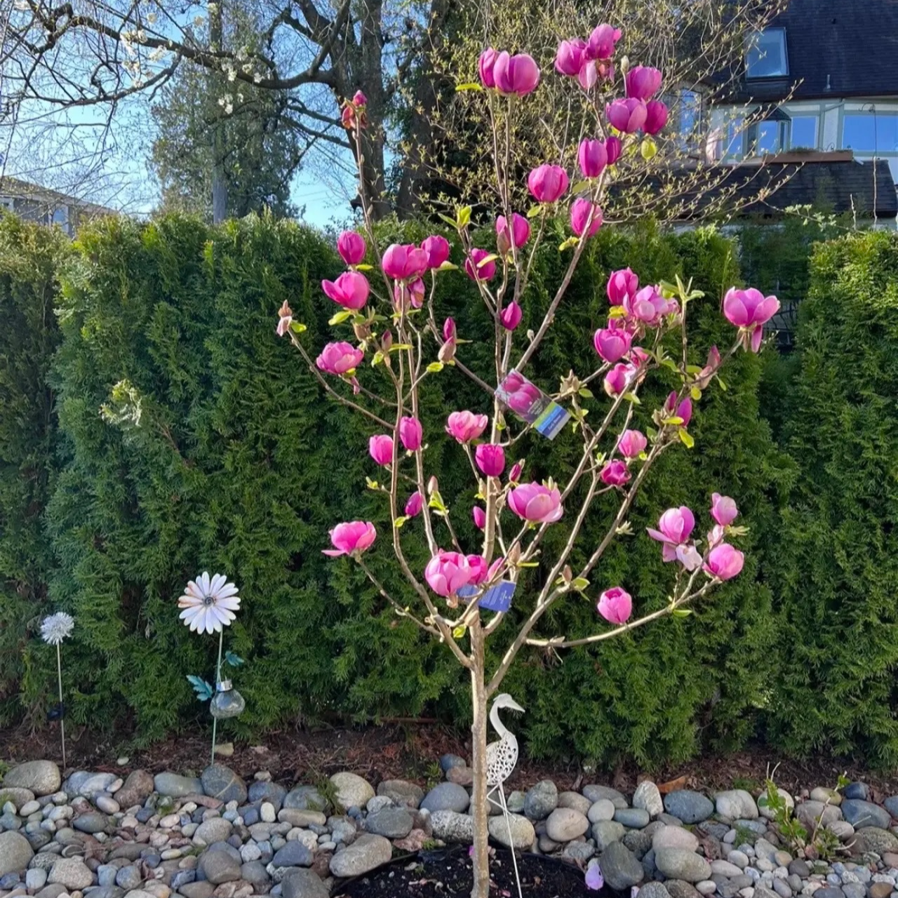 常年开花型新品种玉兰树三季开花适合南北方庭院种植耐寒耐旱花卉