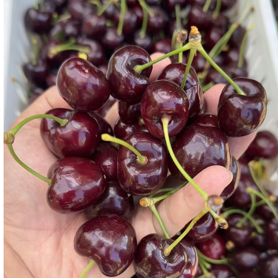 ［新到港原箱5斤］智利瑞吉纳车厘子单J，原箱发货，新鲜脆甜，饱满
