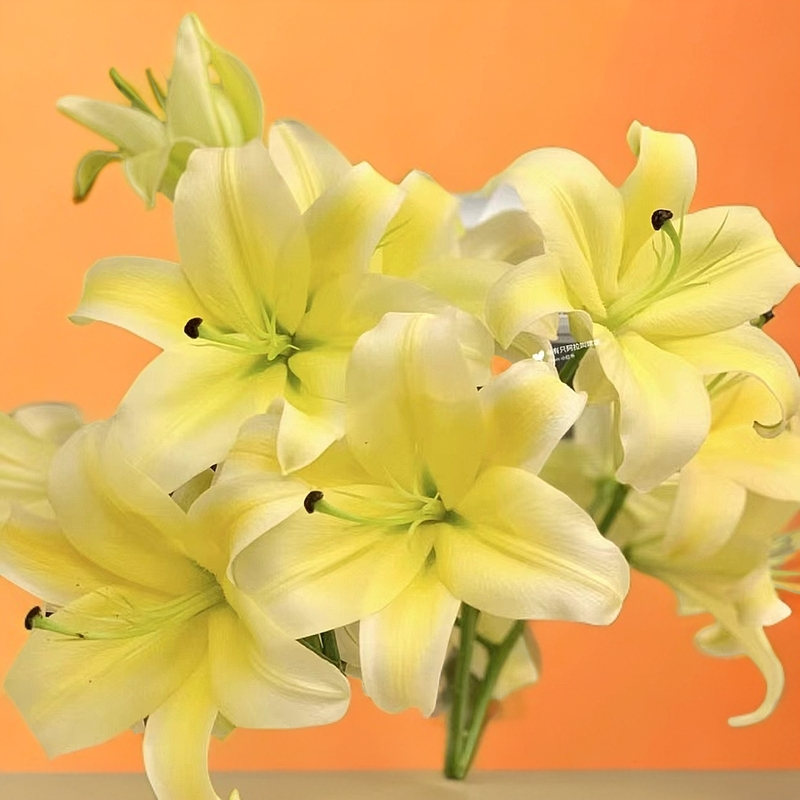 【大聪明卖花】黄天霸香水百合 任意两单花材顺丰冷链或德邦快递