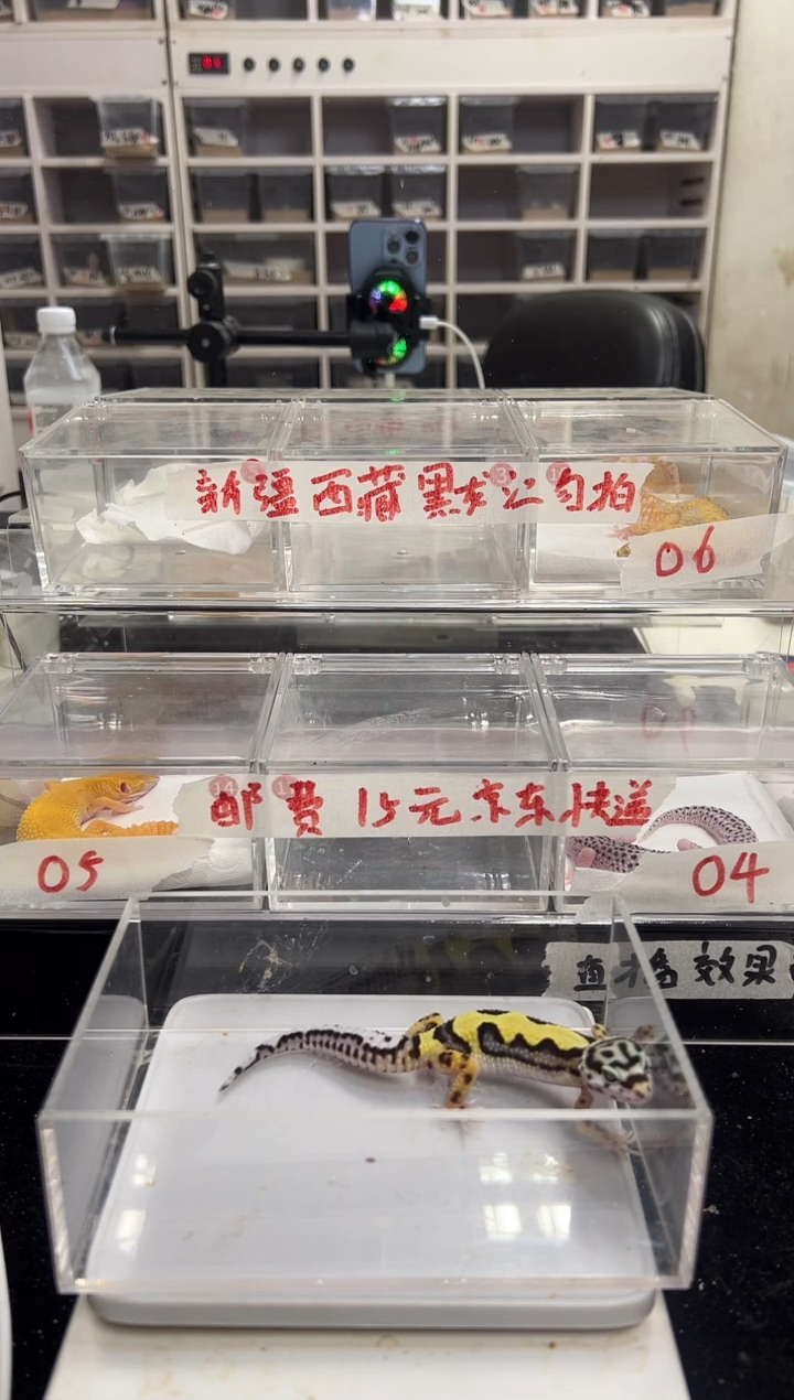 豹纹守宫50豹纹守宫