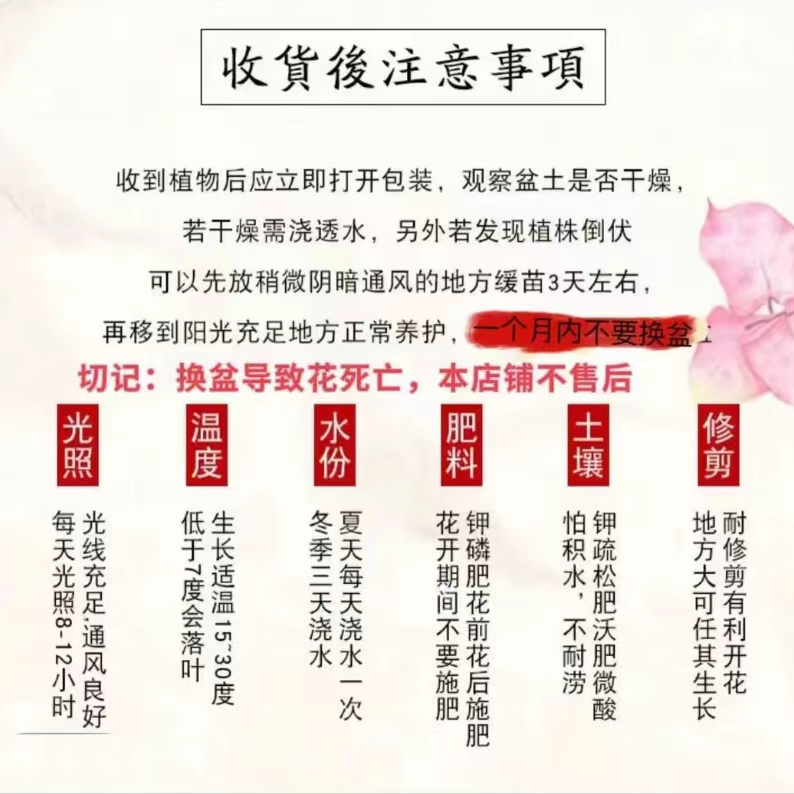 馨馨三角梅原生老桩勤花好养花色艳丽庭院阳台高飘系列