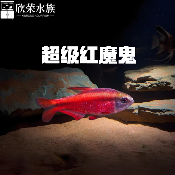 超级红魔鬼灯鱼超级黄魔鬼灯天青血红缎带1型2型小型热带灯鱼活体