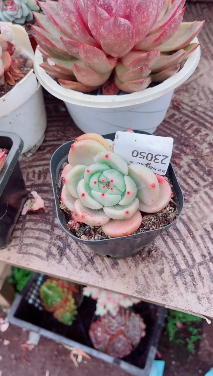 乖*兔跃跃精品多肉23050