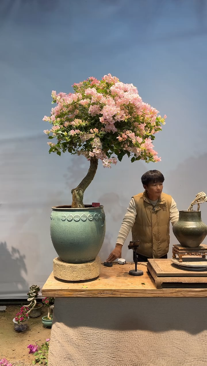 全部花朵A**姐三角梅37