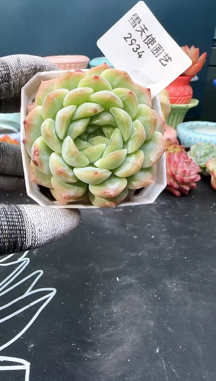 紫*2 934 梦瑶   （冠幅6.5 cm）