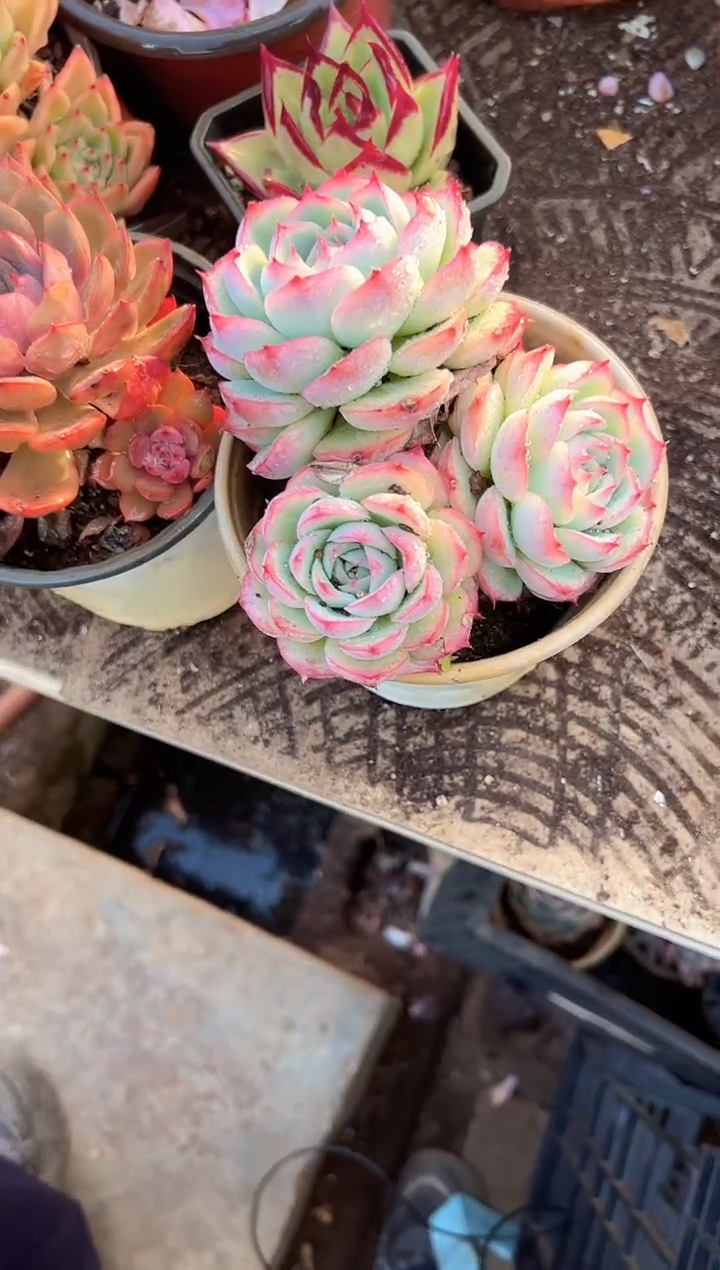 夕**美多肉植物一物一拍27328