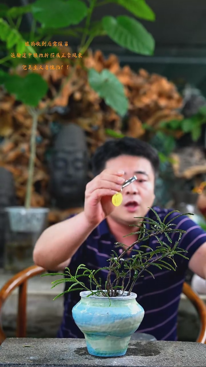 完全开放叶下珠415T